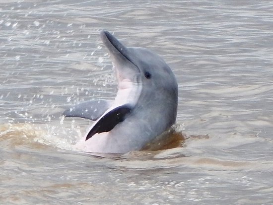 attraction-Fresh Water Dolphin 3.jpg